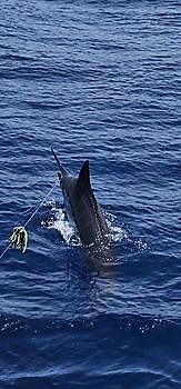 11/07 Cavalier & Blue Marlin Sport Fishing Gran Canaria