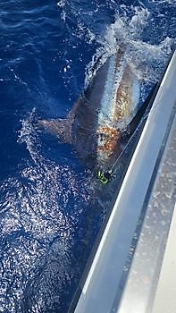 11/07 Cavalier & Blue Marlin Sport Fishing Gran Canaria