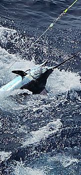 14/07 Cavalier & Blue Marlin Sport Fishing Gran Canaria