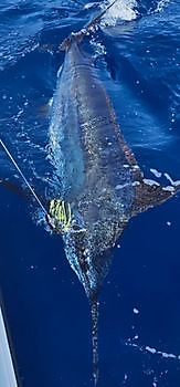 16/7 Cavalier & Blue Marlin Sport Fishing Gran Canaria