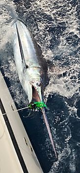 18/07 Marlin Azul Cavalier & Blue Marlin Sport Fishing Gran Canaria