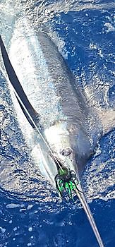 18/07 Marlin Azul Cavalier & Blue Marlin Sport Fishing Gran Canaria