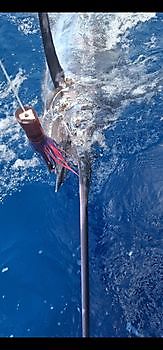 20/07 Cavalier & Blue Marlin Sport Fishing Gran Canaria