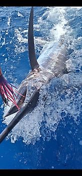 20/07 Cavalier & Blue Marlin Sport Fishing Gran Canaria