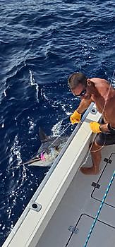 08/08 Cavalier & Blue Marlin Sport Fishing Gran Canaria