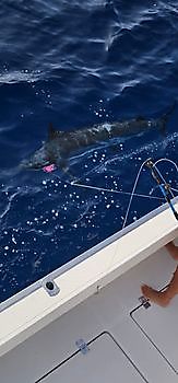 08/08 Cavalier & Blue Marlin Sport Fishing Gran Canaria