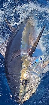 15/08 Cavalier & Blue Marlin Sport Fishing Gran Canaria