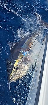 15/08 Cavalier & Blue Marlin Sport Fishing Gran Canaria