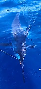 16/08 MARLIN Cavalier & Blue Marlin Sport Fishing Gran Canaria