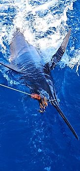 17/08 BLUE MARLIN Cavalier & Blue Marlin Sport Fishing Gran Canaria