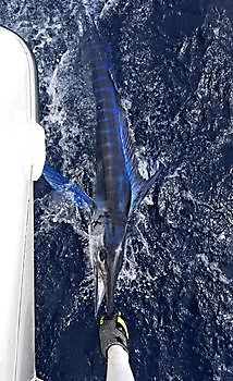 20/08 WHITE MARLIN Cavalier & Blue Marlin Sport Fishing Gran Canaria