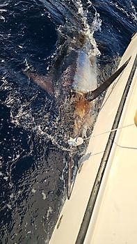 23/08 BLUE MARLIN Cavalier & Blue Marlin Sport Fishing Gran Canaria