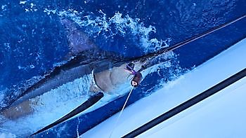 23/08 BLUE MARLIN Cavalier & Blue Marlin Sport Fishing Gran Canaria