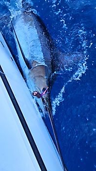 23/08 BLUE MARLIN Cavalier & Blue Marlin Sport Fishing Gran Canaria