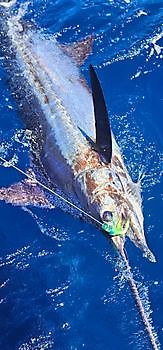 24/08 - MARLIN BLU 200KG! Cavalier & Blue Marlin Sport Fishing Gran Canaria