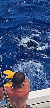 24/08 BLUE MARLIN Cavalier & Blue Marlin Sport Fishing Gran Canaria