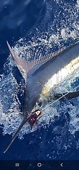 26/08 BLUE MARLIN Cavalier & Blue Marlin Sport Fishing Gran Canaria