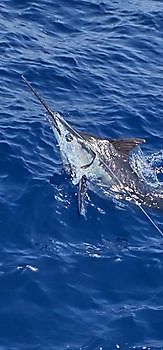 26/08 BLUE MARLIN Cavalier & Blue Marlin Sport Fishing Gran Canaria