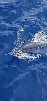 26/08 BLUE MARLIN Cavalier & Blue Marlin Sport Fishing Gran Canaria