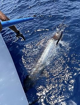 28/08 BLUE MARLIN Cavalier & Blue Marlin Sport Fishing Gran Canaria