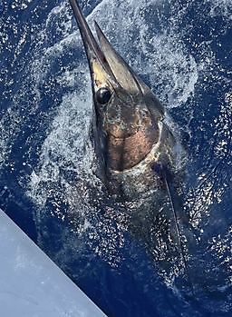 28/08 BLUE MARLIN Cavalier & Blue Marlin Sport Fishing Gran Canaria