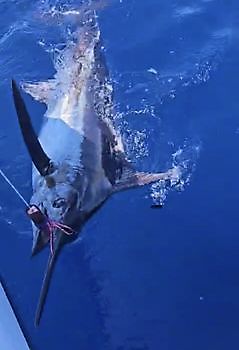 30/08 BLUE MARLIN Cavalier & Blue Marlin Sport Fishing Gran Canaria