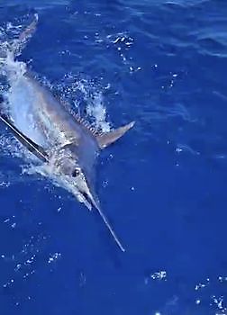 01/09 champions🏆 Cavalier & Blue Marlin Sport Fishing Gran Canaria