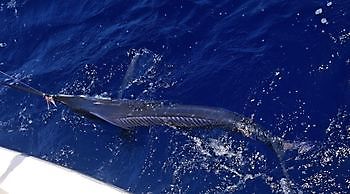 05/09 - PESCE AGUGLIA Cavalier & Blue Marlin Sport Fishing Gran Canaria