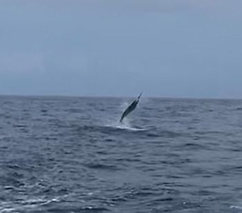 11/09 BLUE MARLIN Cavalier & Blue Marlin Sport Fishing Gran Canaria