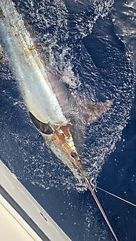 13/09 BLUE MARLIN Cavalier & Blue Marlin Sport Fishing Gran Canaria