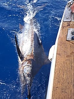 14/09 BLUE MARLIN Cavalier & Blue Marlin Sport Fishing Gran Canaria