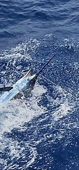 14/09 BLUE MARLIN Cavalier & Blue Marlin Sport Fishing Gran Canaria