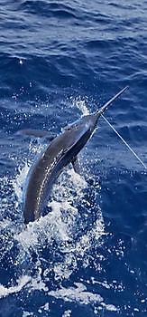 14/09 BLUE MARLIN Cavalier & Blue Marlin Sport Fishing Gran Canaria