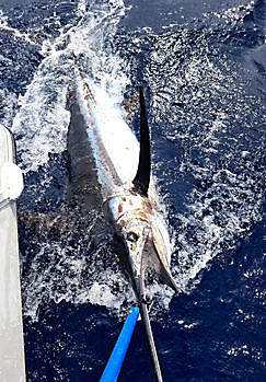 17/09 Cavalier & Blue Marlin Sport Fishing Gran Canaria