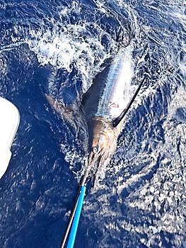 18/09 Cavalier & Blue Marlin Sport Fishing Gran Canaria