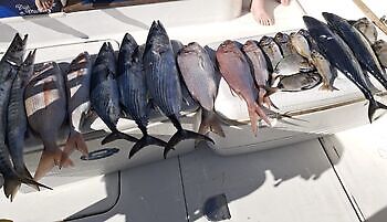 12/12 Cavalier & Blue Marlin Sport Fishing Gran Canaria